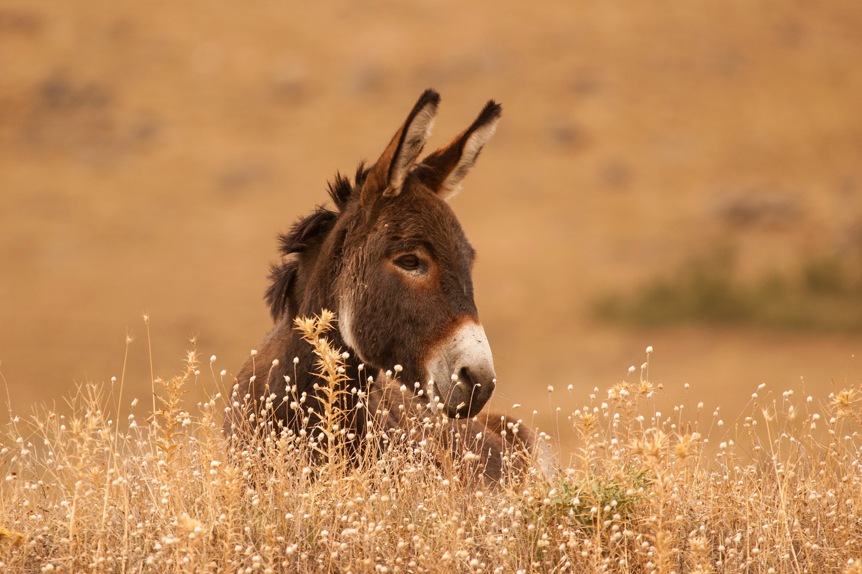 Donkey - The Donkey Breed Society
