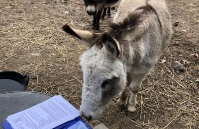 US donkeys enjoy membership