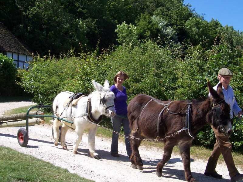 The Donkey Breed Society