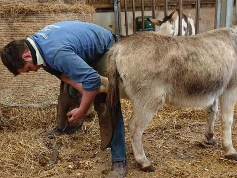 The Donkey Breed Society