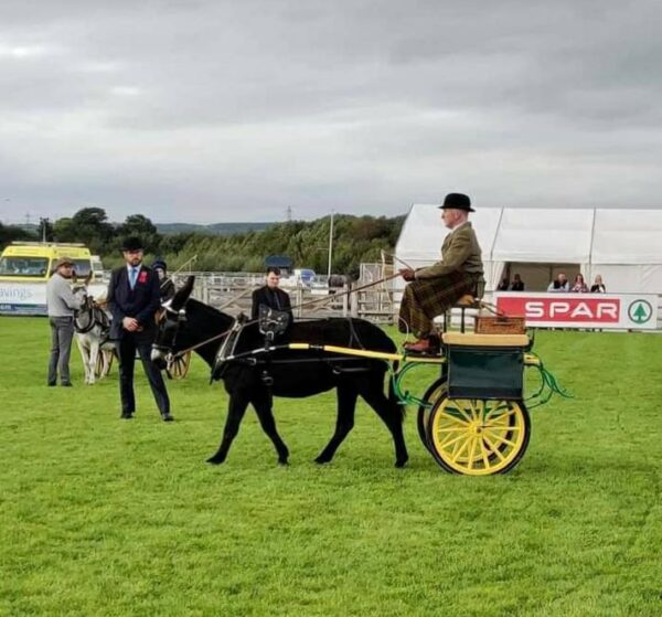 NI5 The Donkey Breed Society