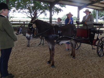 Reserve Supreme Driving Champions Olwen Brown and Toadflax of Brownroad