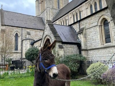 April - Palm Sunday, donkeys around the region took part in celebrations at Easter (photo - Annette’s donkey William).  