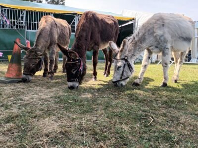 In the paddock Sue and Bart's donkeys