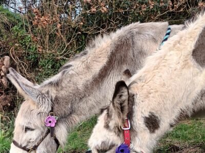 Briony's Henry and Rodney